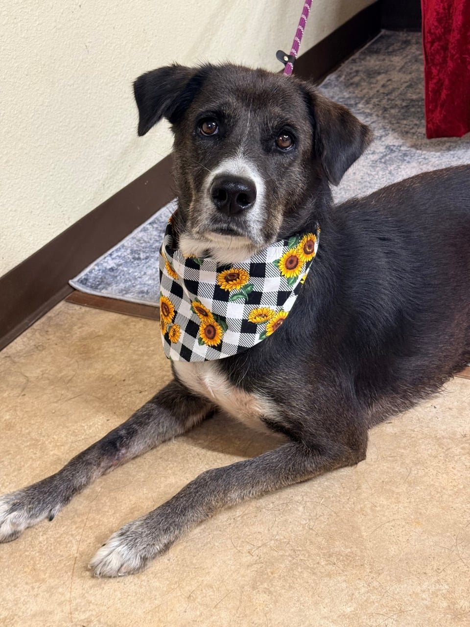 PANSY, a Shepherd