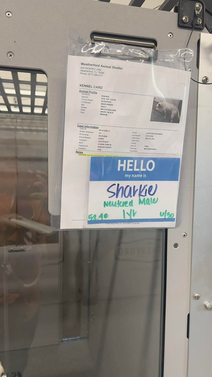Additional photo of SHARKIE