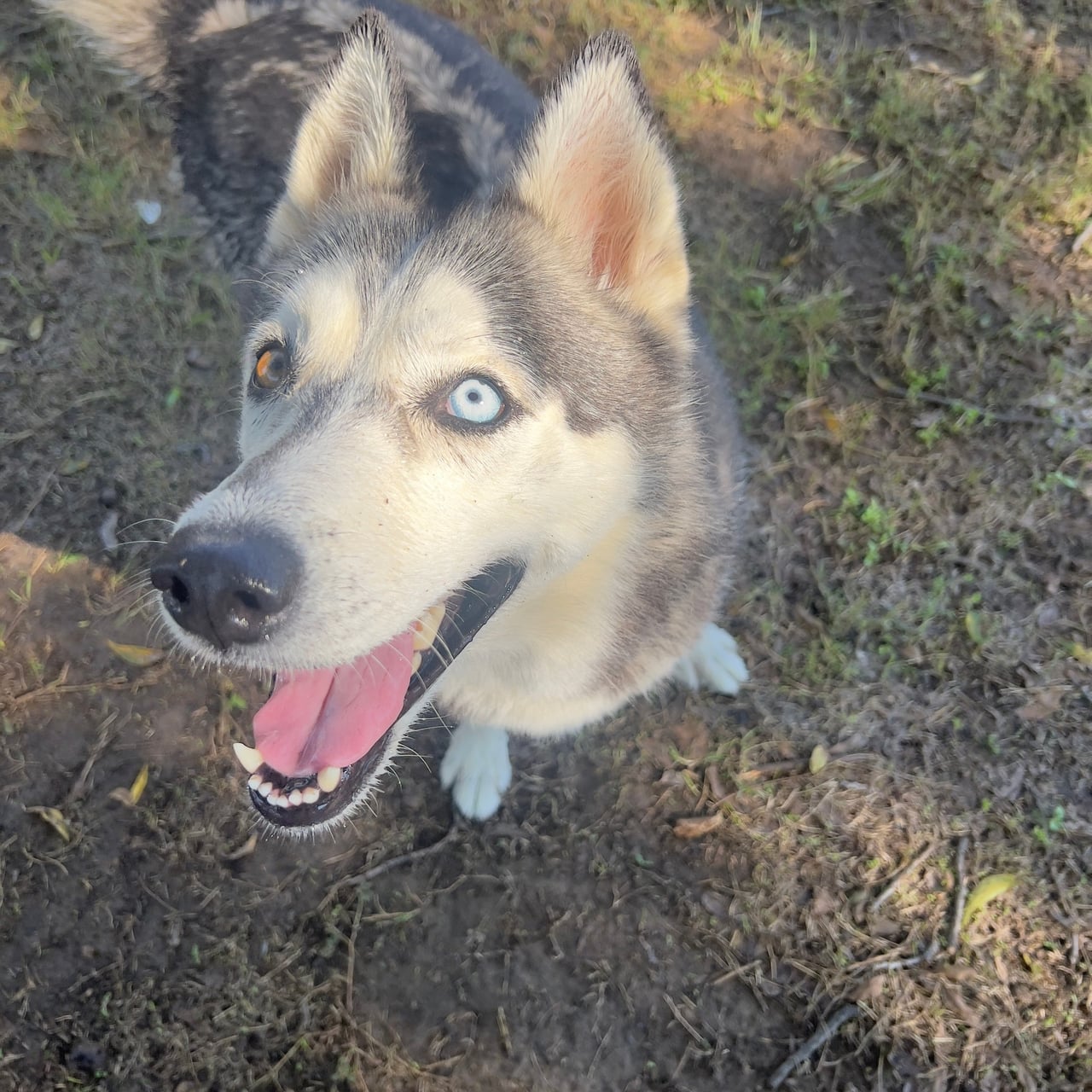 Additional photo of SAGE