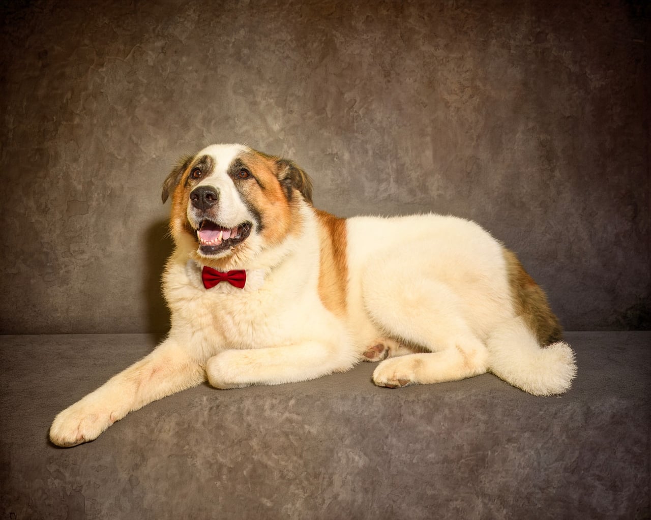 ARCHIE, a Great Pyrenees