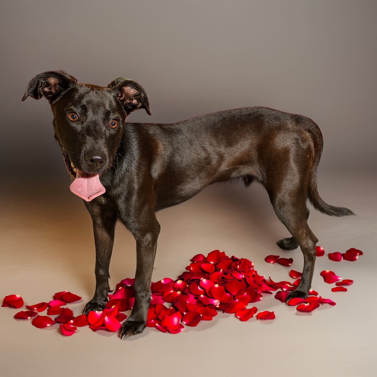 CARLY ROSE, a Labrador Retriever