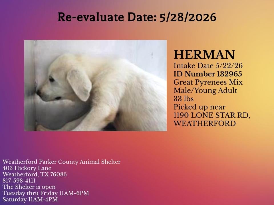 HERMAN, a Great Pyrenees
