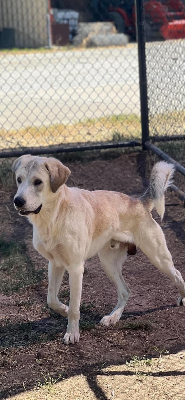 EVEREST, a Anatolian Shepherd