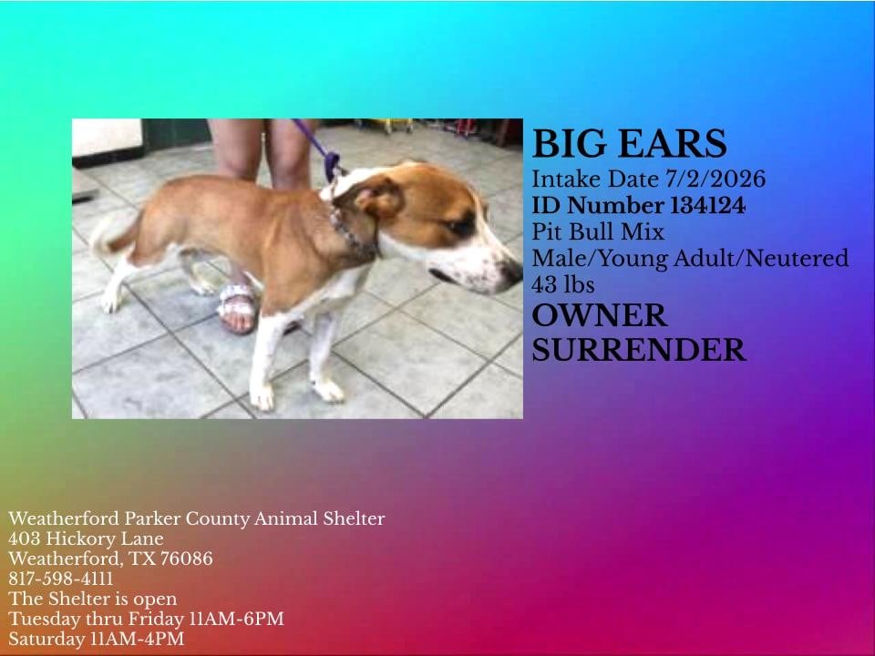 Additional photo of BIG EARS