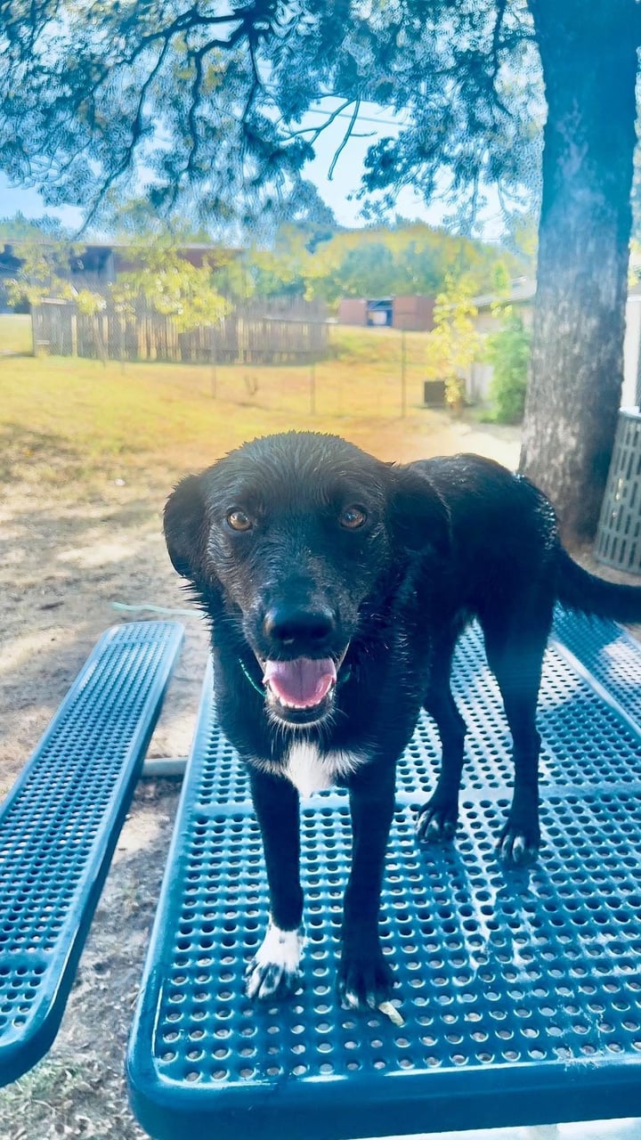 MAGGIE