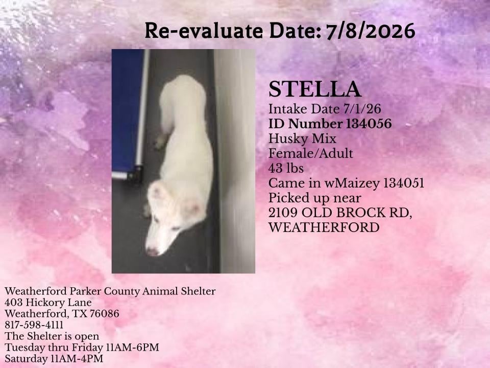 Additional photo of STELLA
