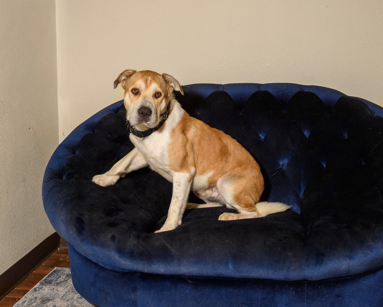 Additional photo of RUSTY