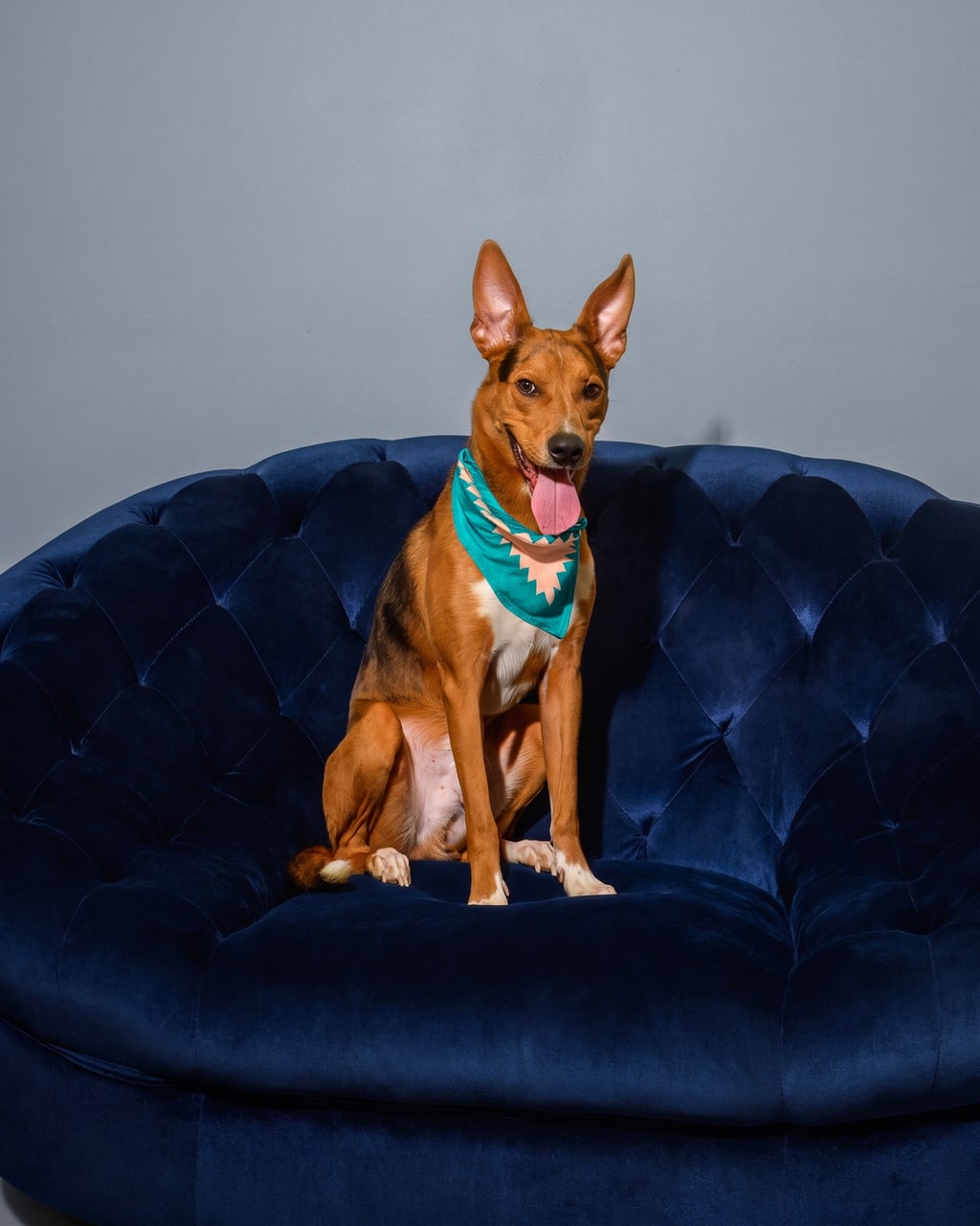 Additional photo of BOWIE