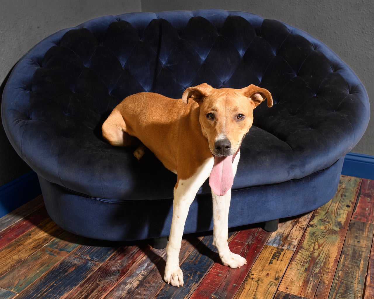 Additional photo of GUMBO