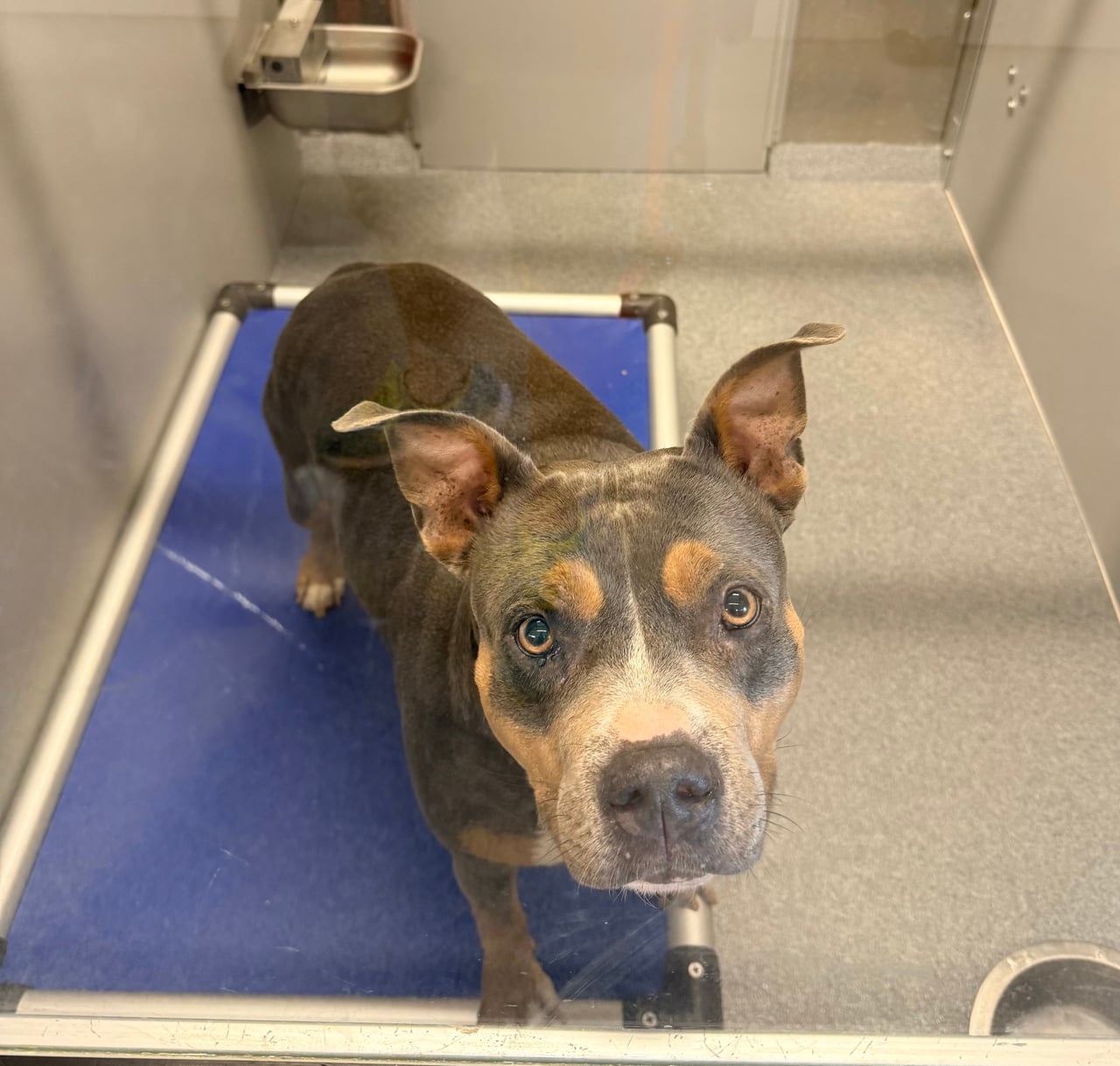 PIPER, a Pit Bull