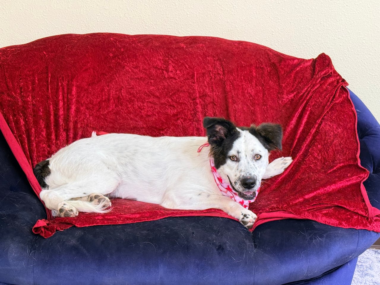PESTO, a Border Collie