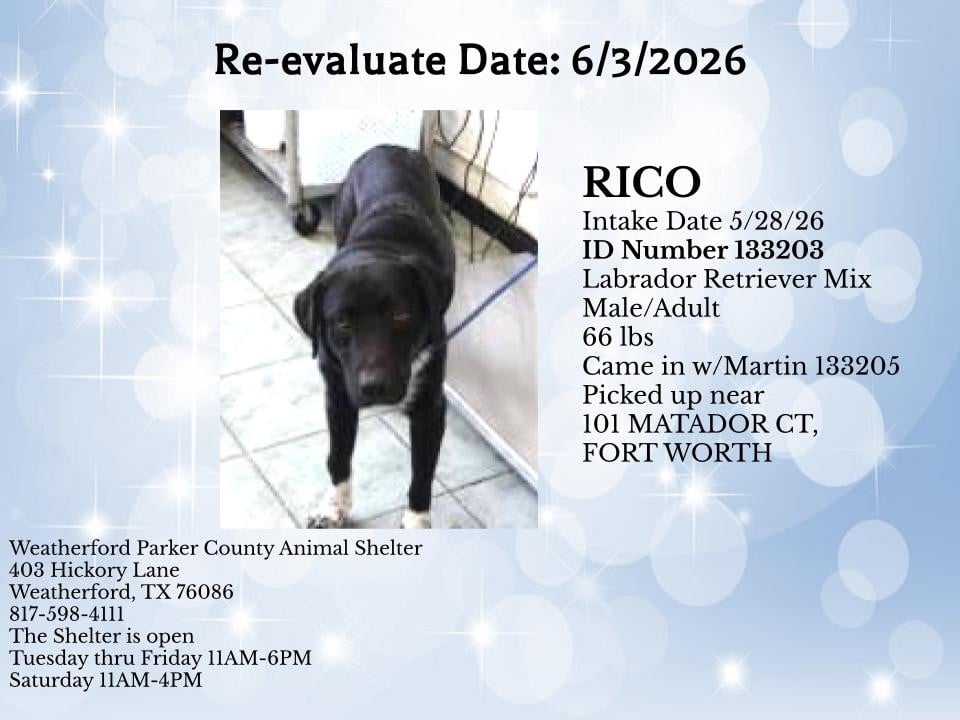 RICO, a Labrador Retriever