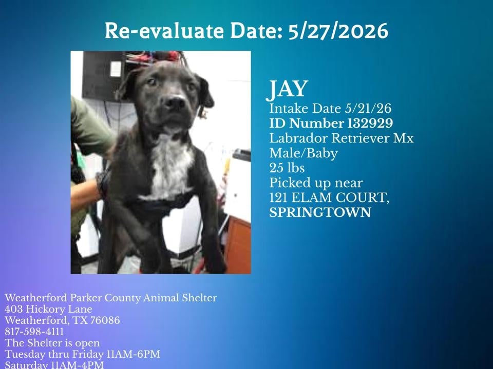 JAY, a Labrador Retriever