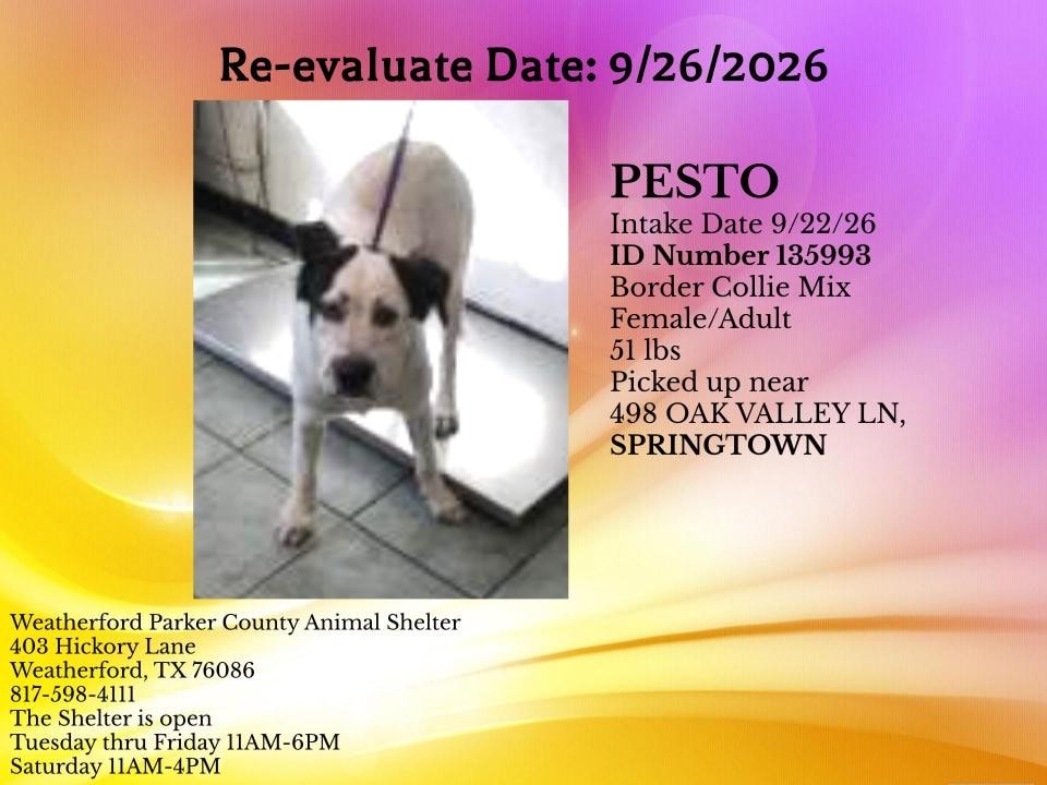 Additional photo of PESTO
