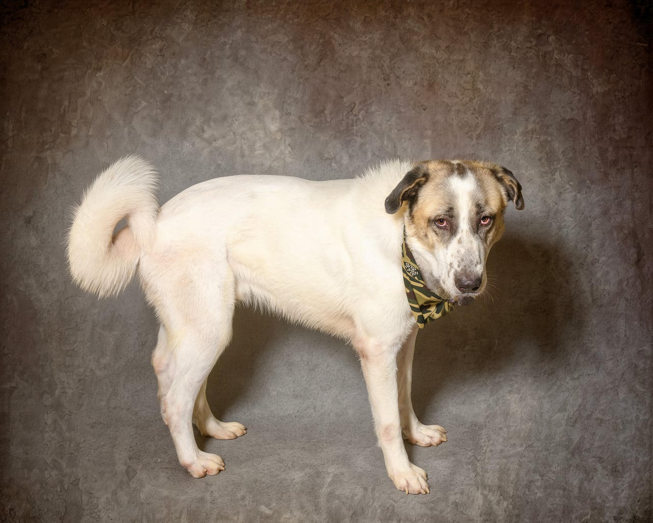 RAMADA, a Anatolian Shepherd