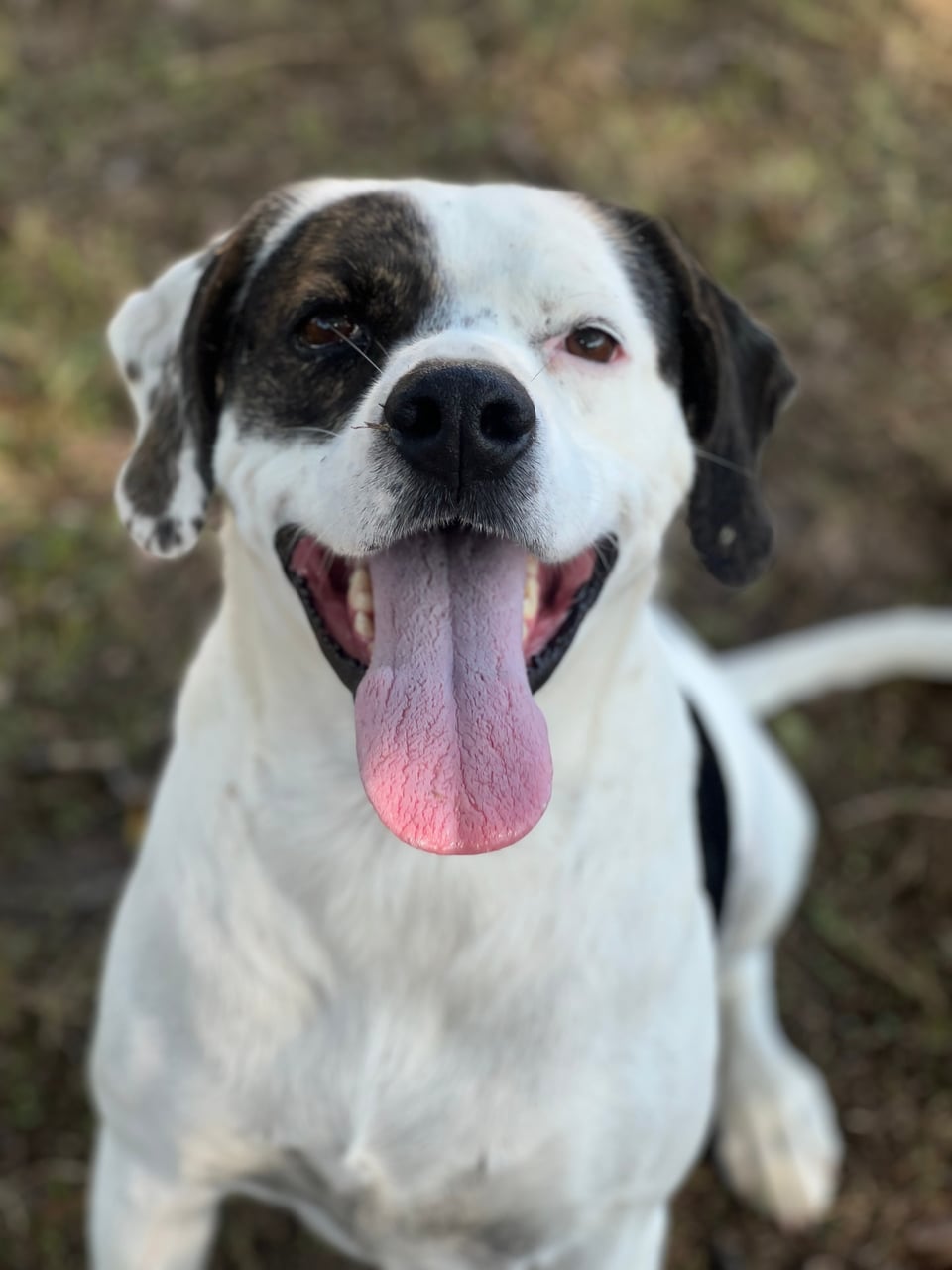 Additional photo of PETEY