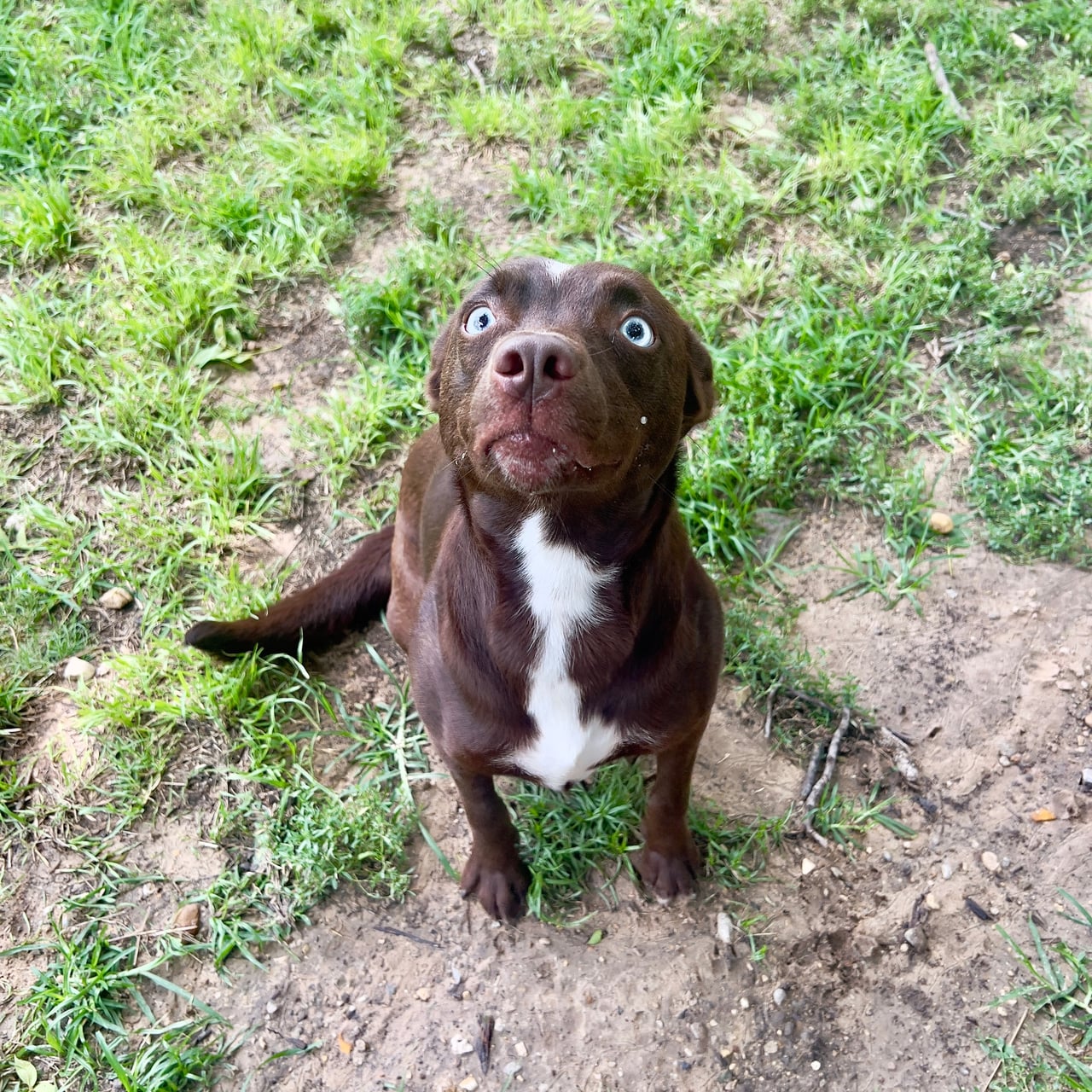 Additional photo of BROWNIE