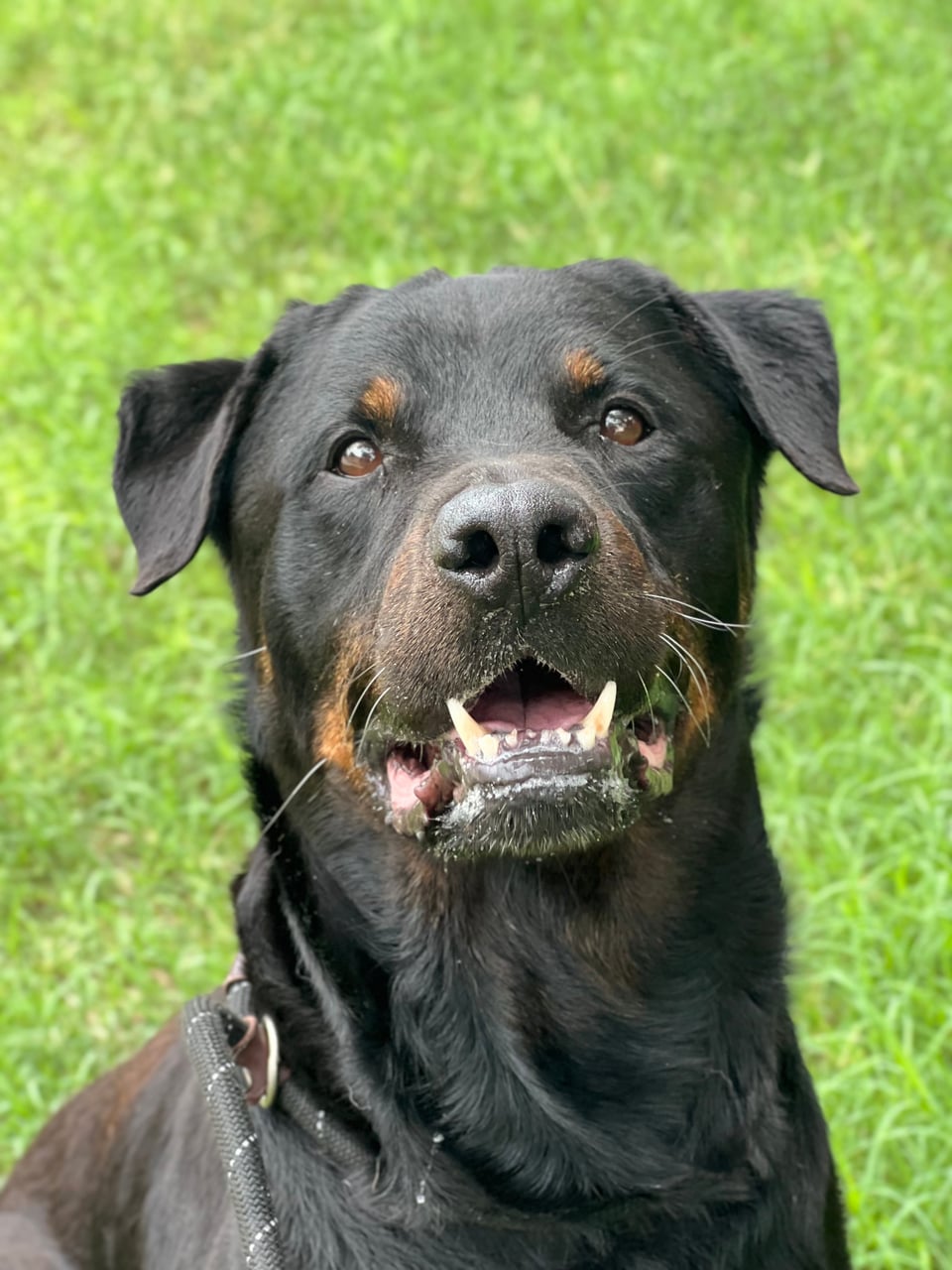 GAMBIT, a Rottweiler