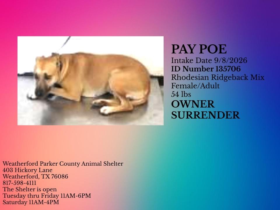 Additional photo of PAY POE