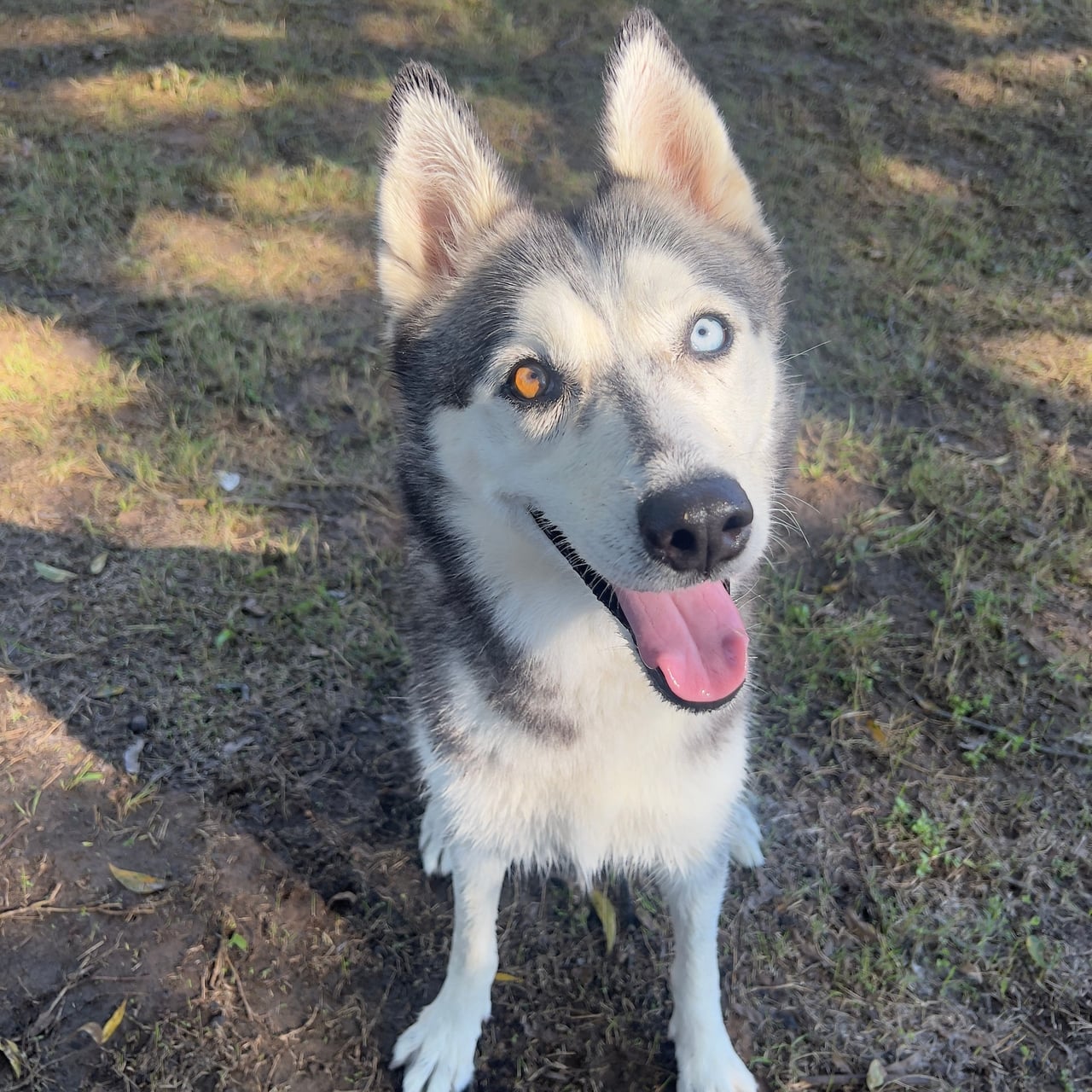SAGE, a Husky