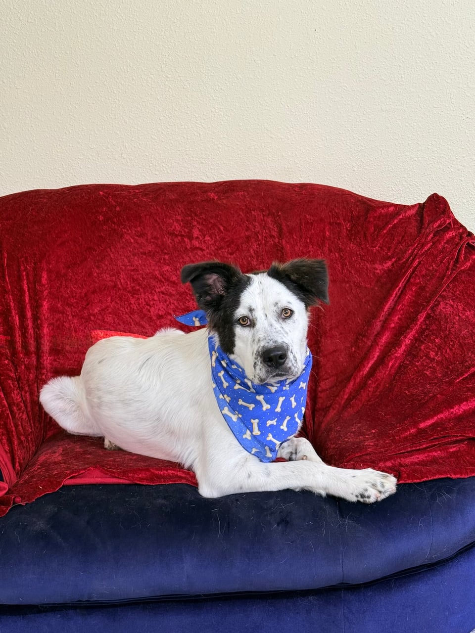 Additional photo of PESTO