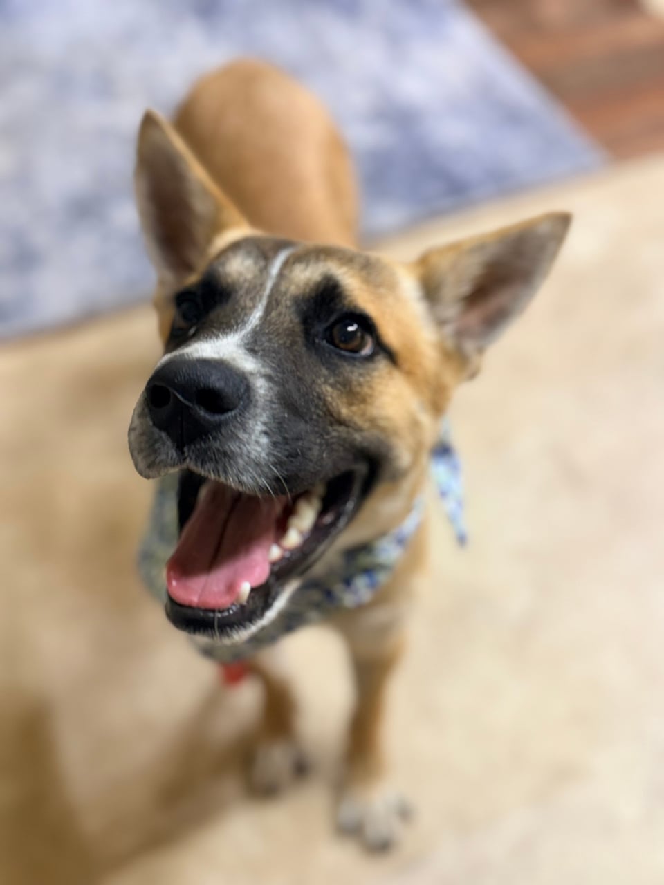 Additional photo of NACHO