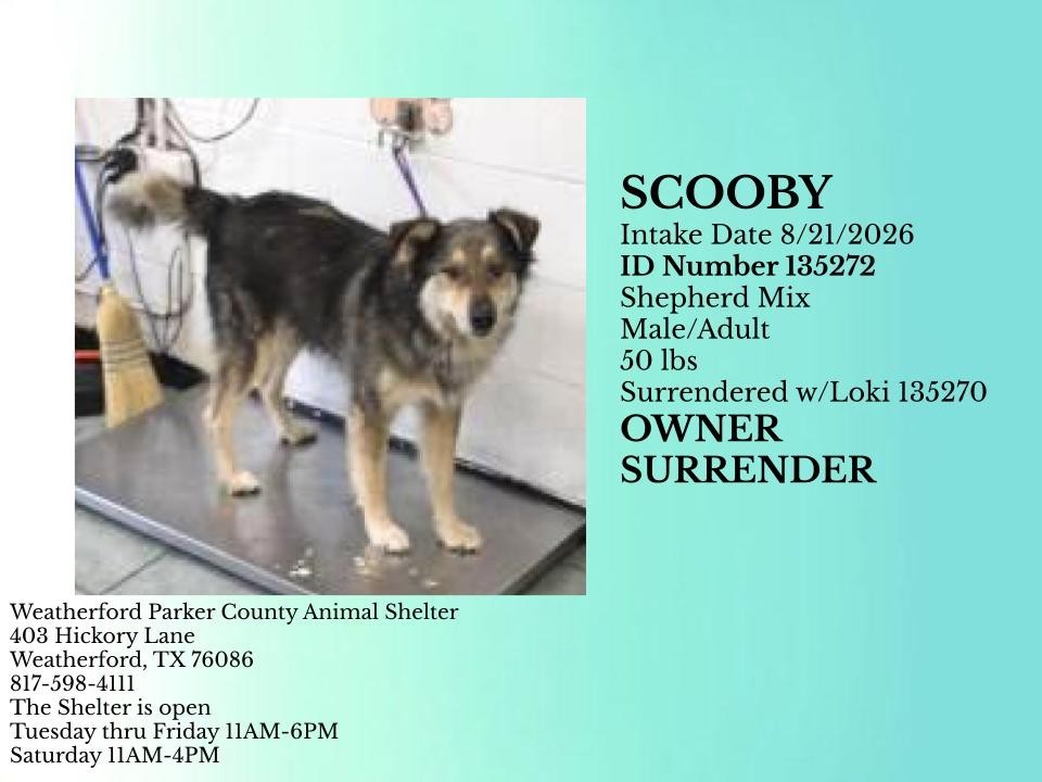 Additional photo of SCOOBY