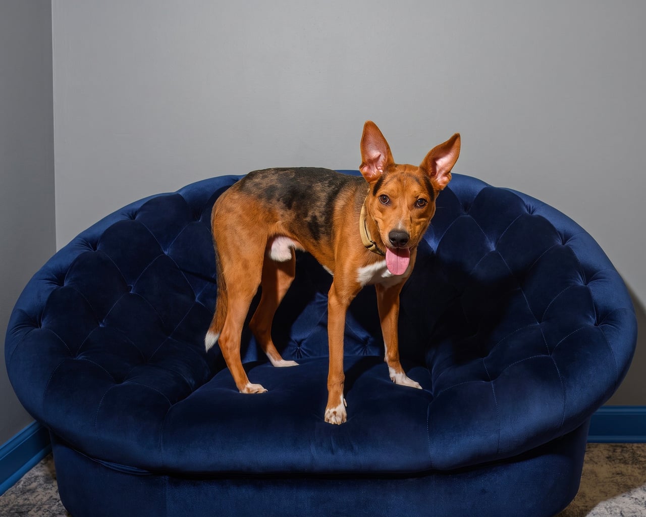 BOWIE, a Basenji
