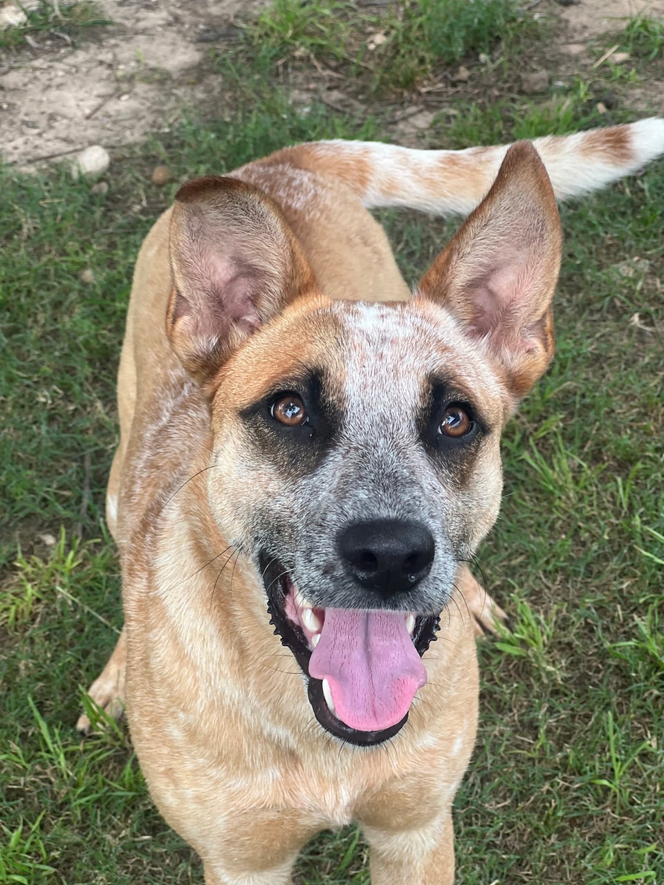 DOS, a Australian Cattle Dog