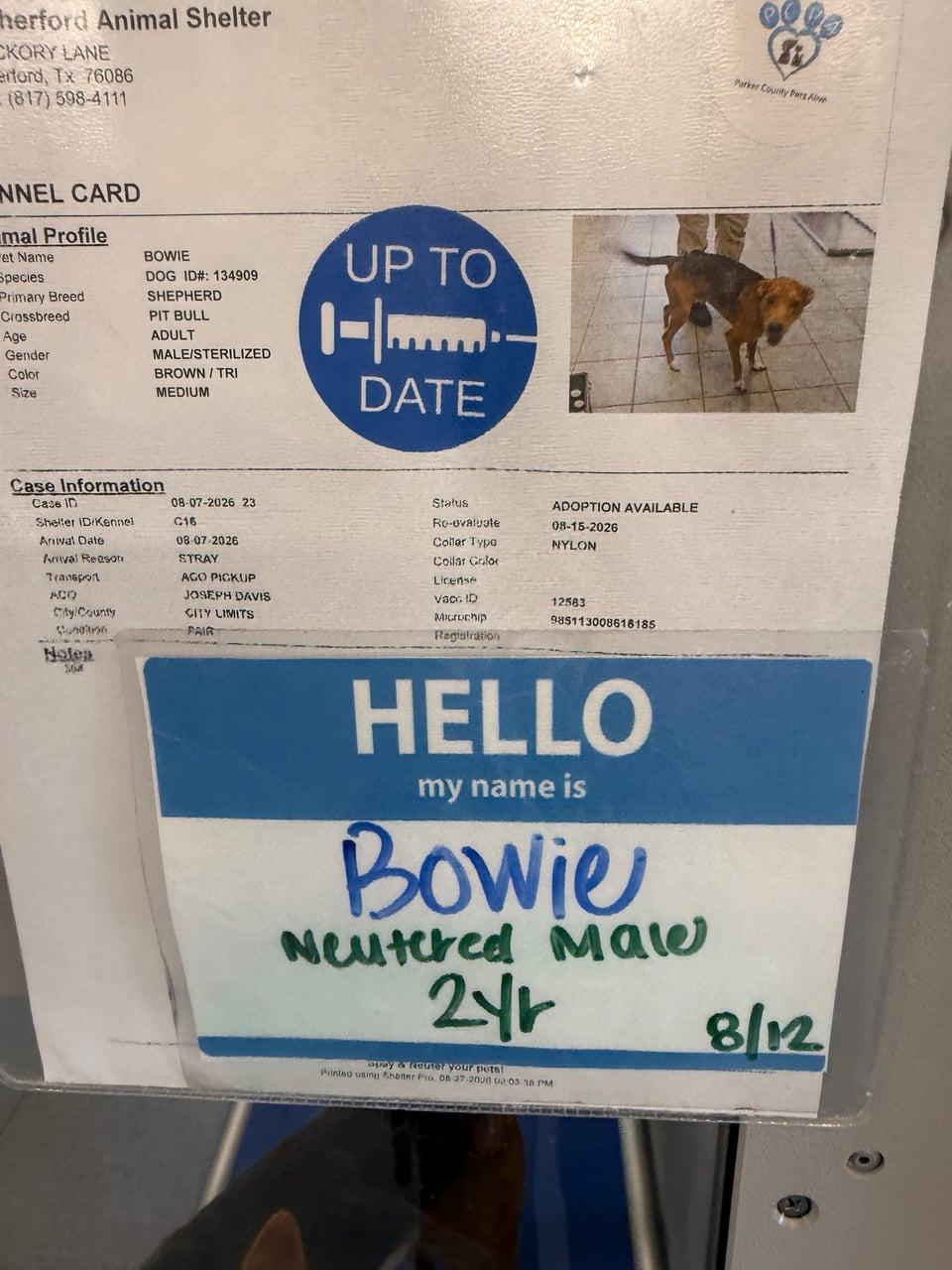 Additional photo of BOWIE