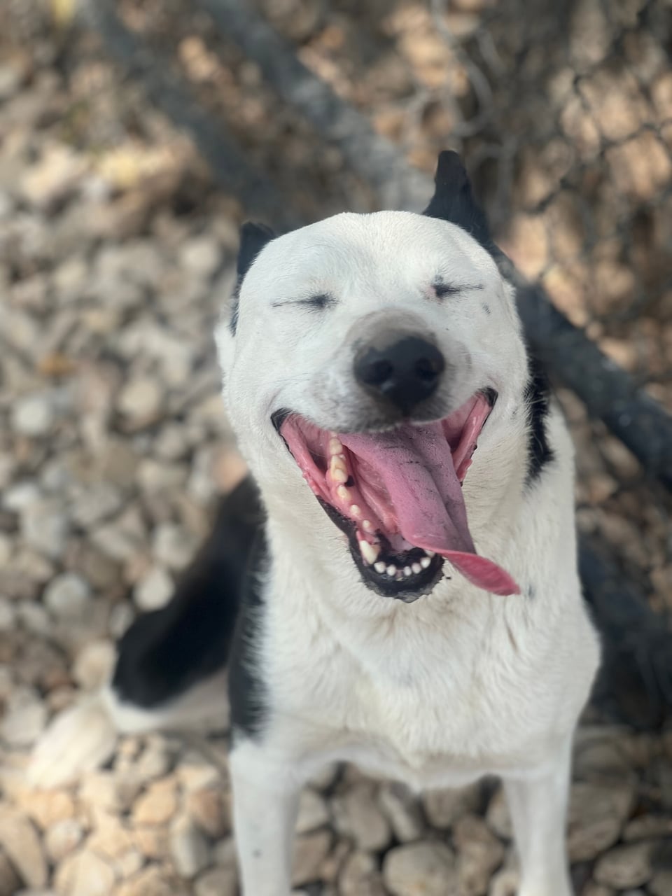Additional photo of COCO