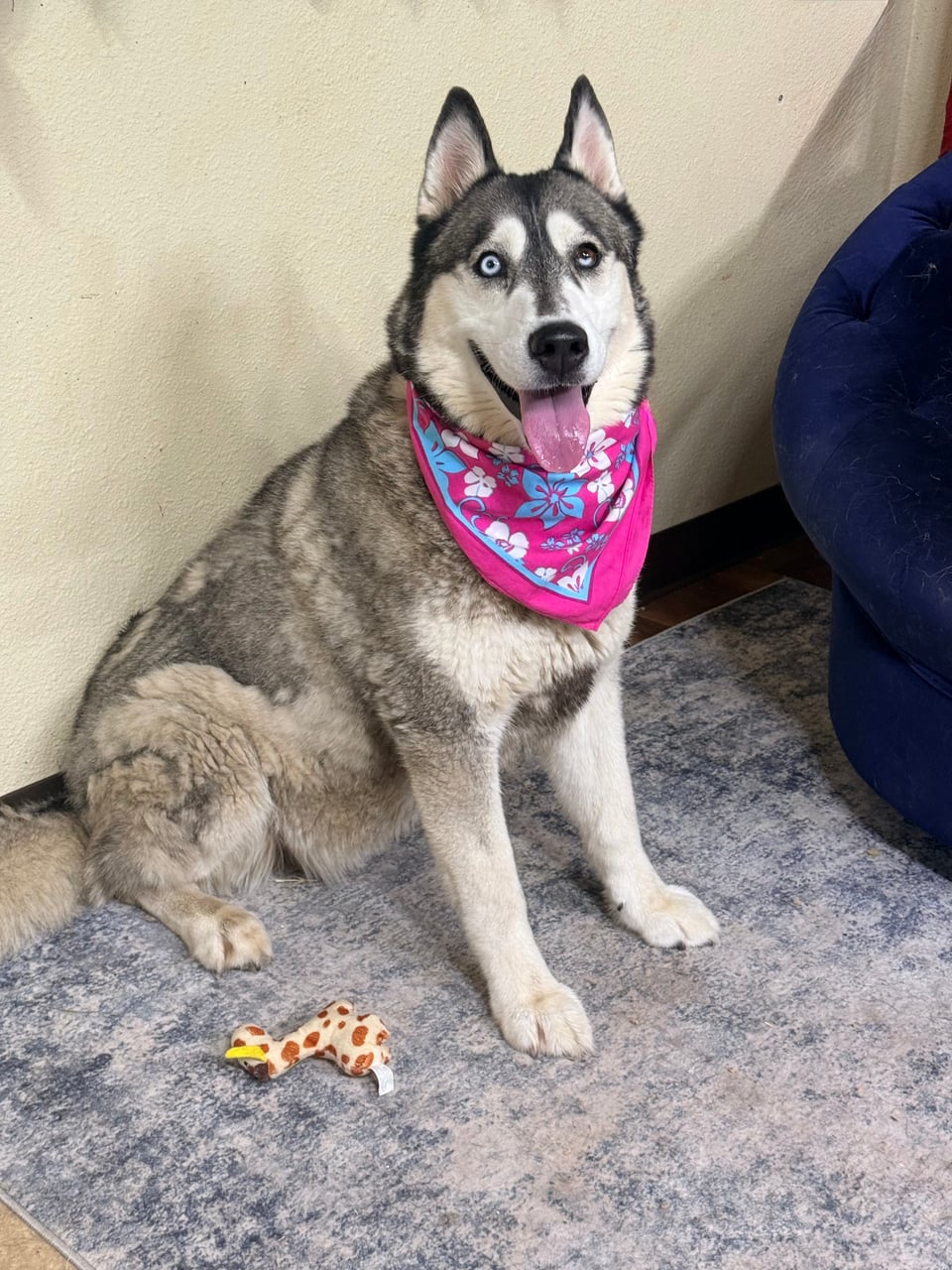Additional photo of BELLA