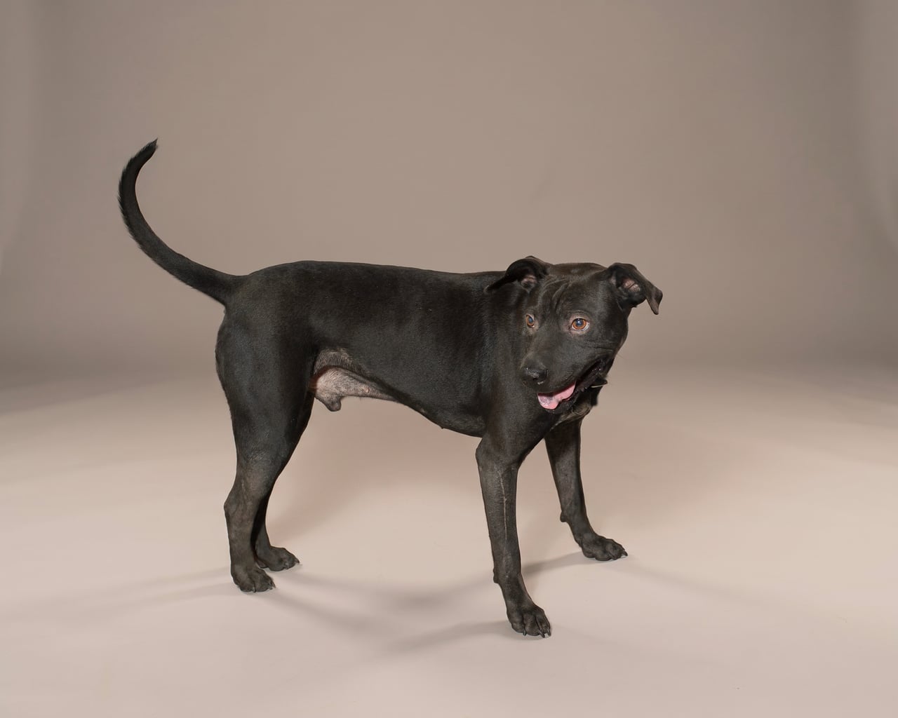 BUENO, a Pit Bull