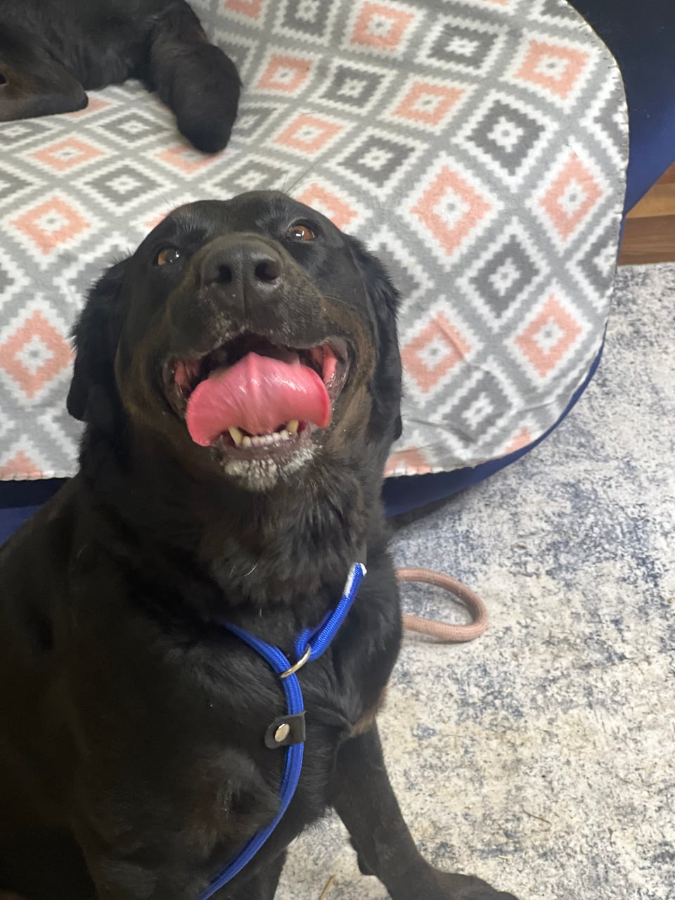 Additional photo of LUCKY