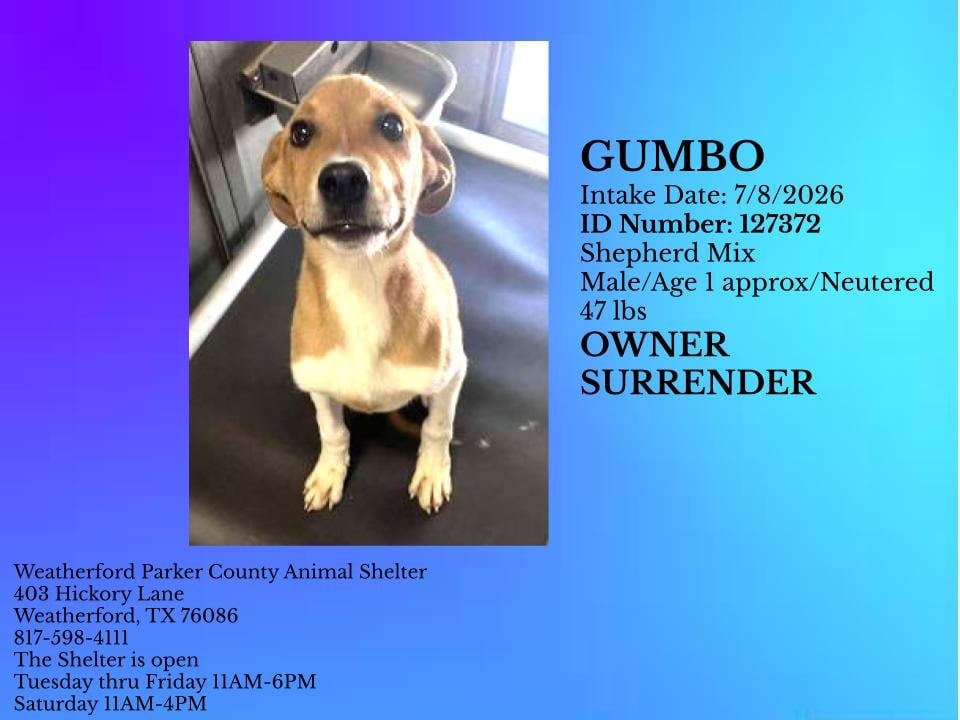 Additional photo of GUMBO