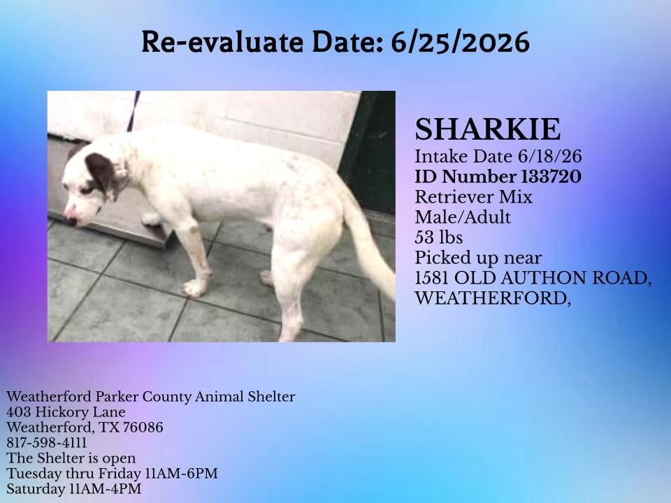 Additional photo of SHARKIE