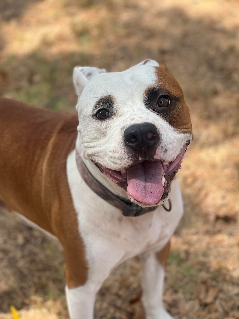 Additional photo of BUBBA
