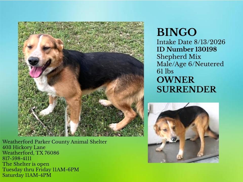 Additional photo of BINGO