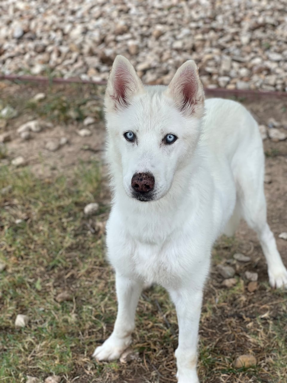 Additional photo of STELLA