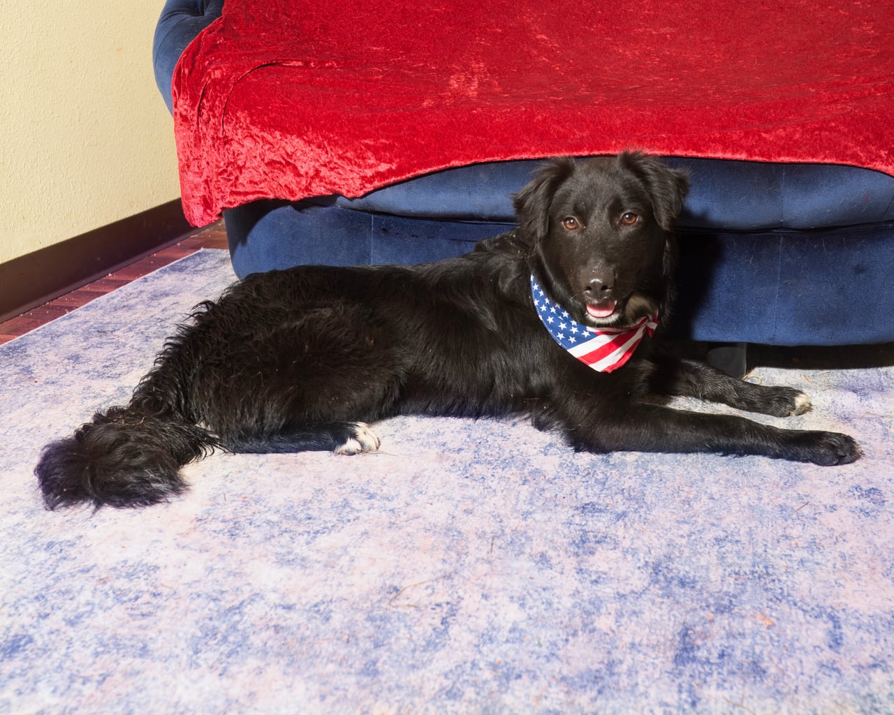 CHARLIE, a Border Collie