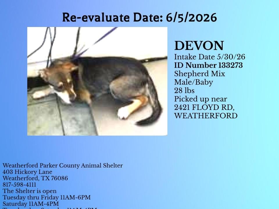 DEVON, a Husky