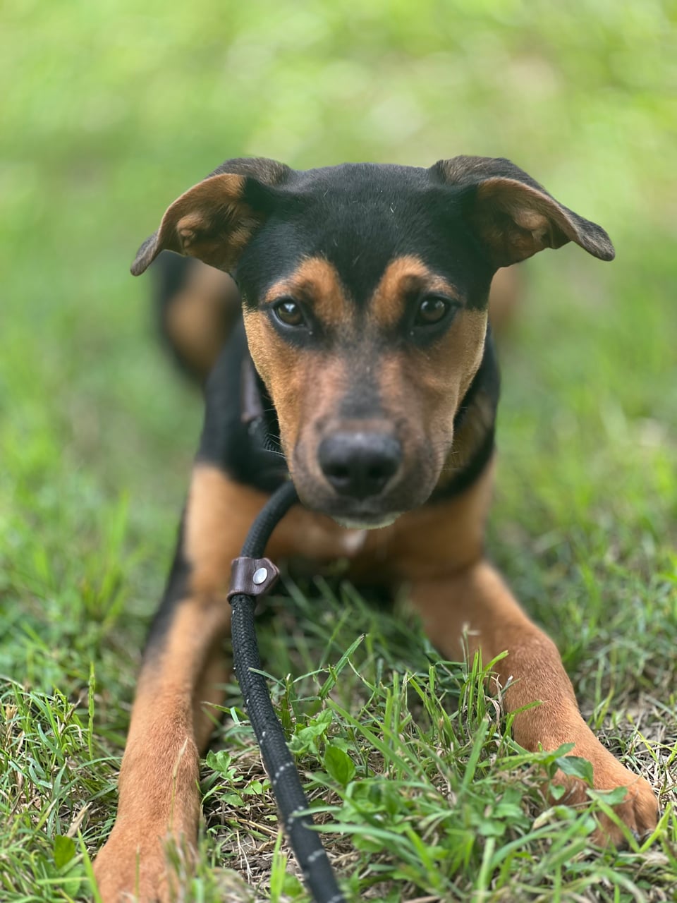 FRANK, a Shepherd