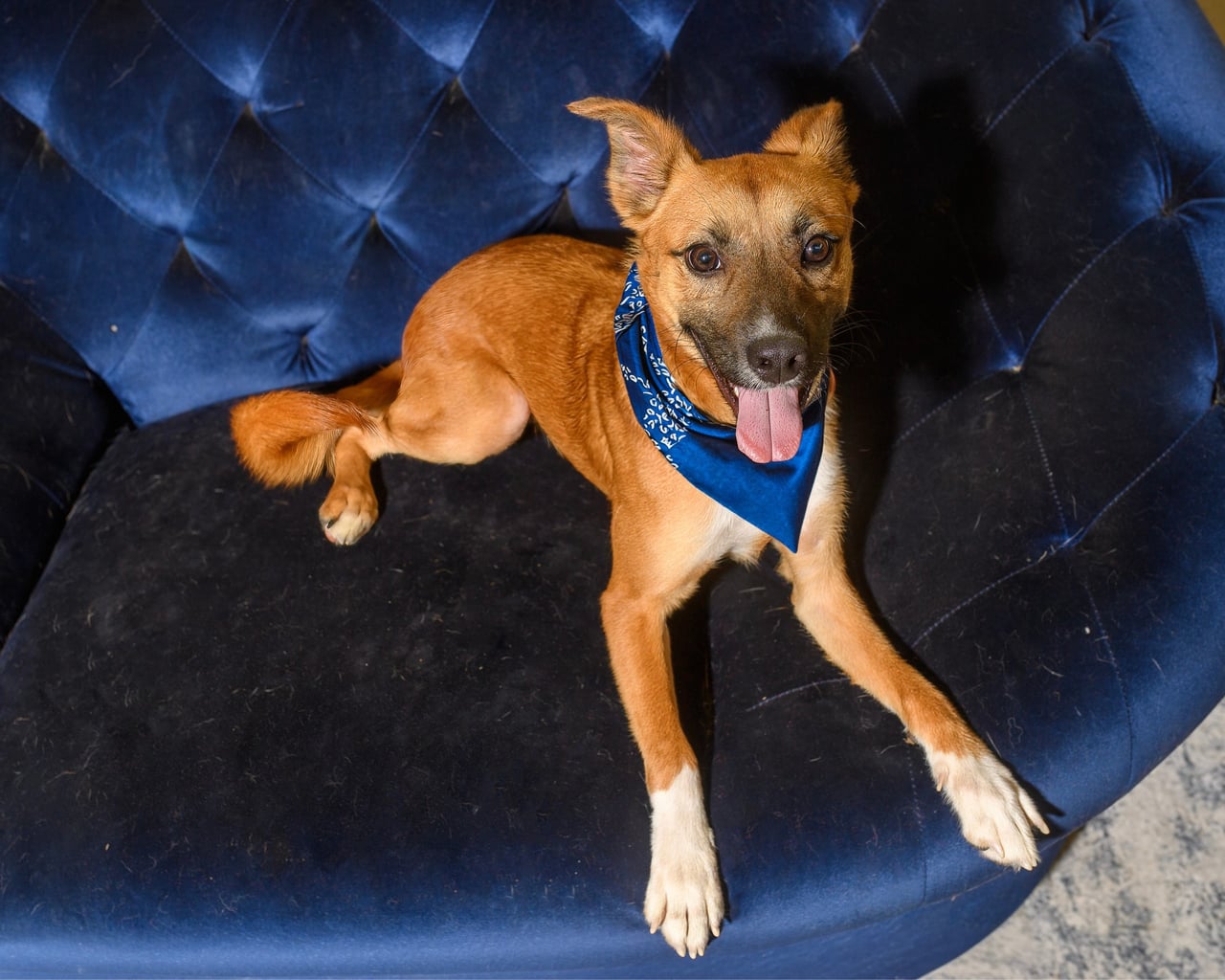 RUBEN, a Shepherd