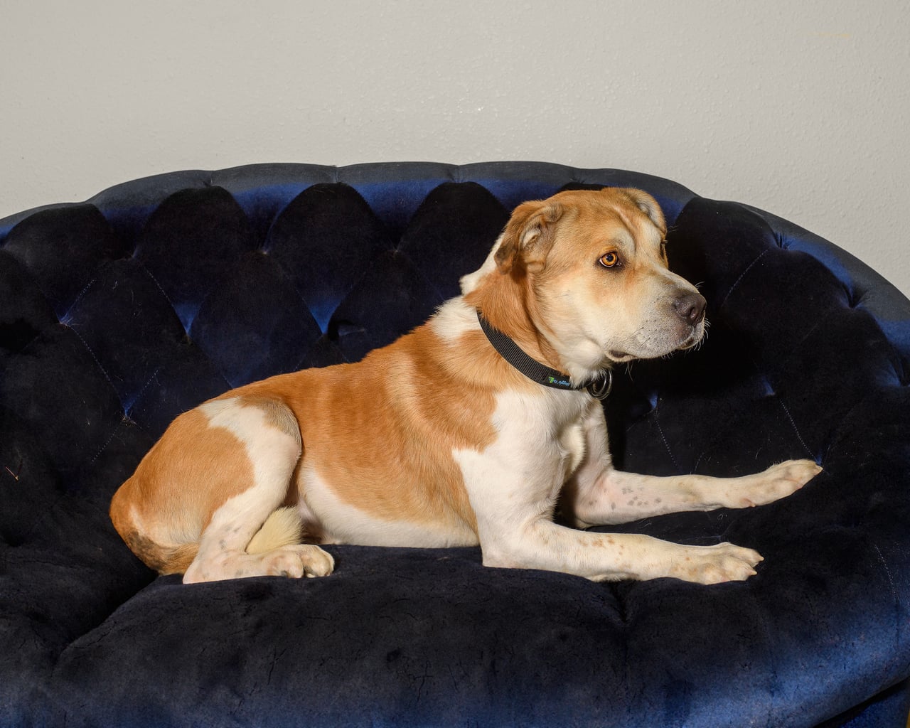 Additional photo of RUSTY