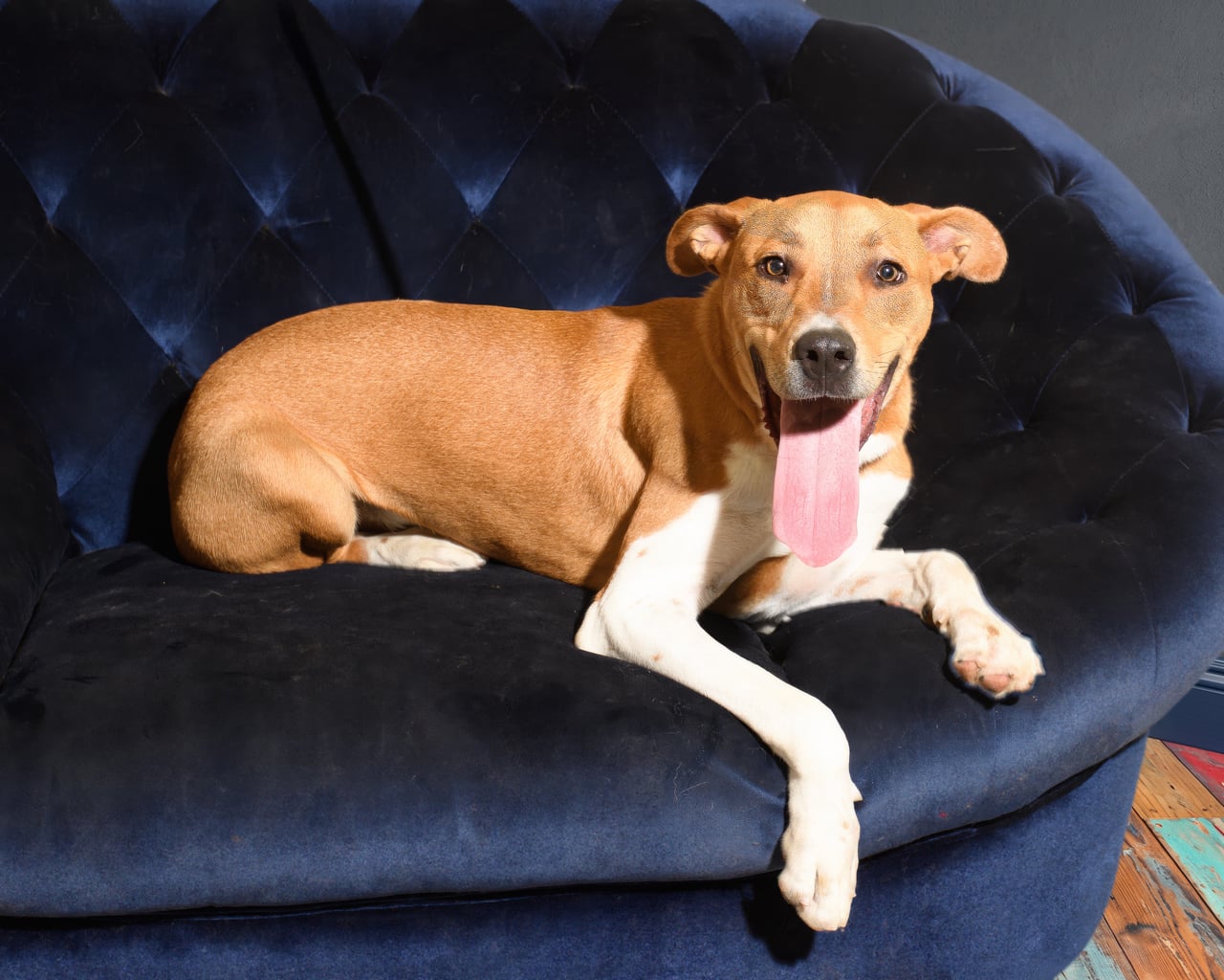 Additional photo of GUMBO