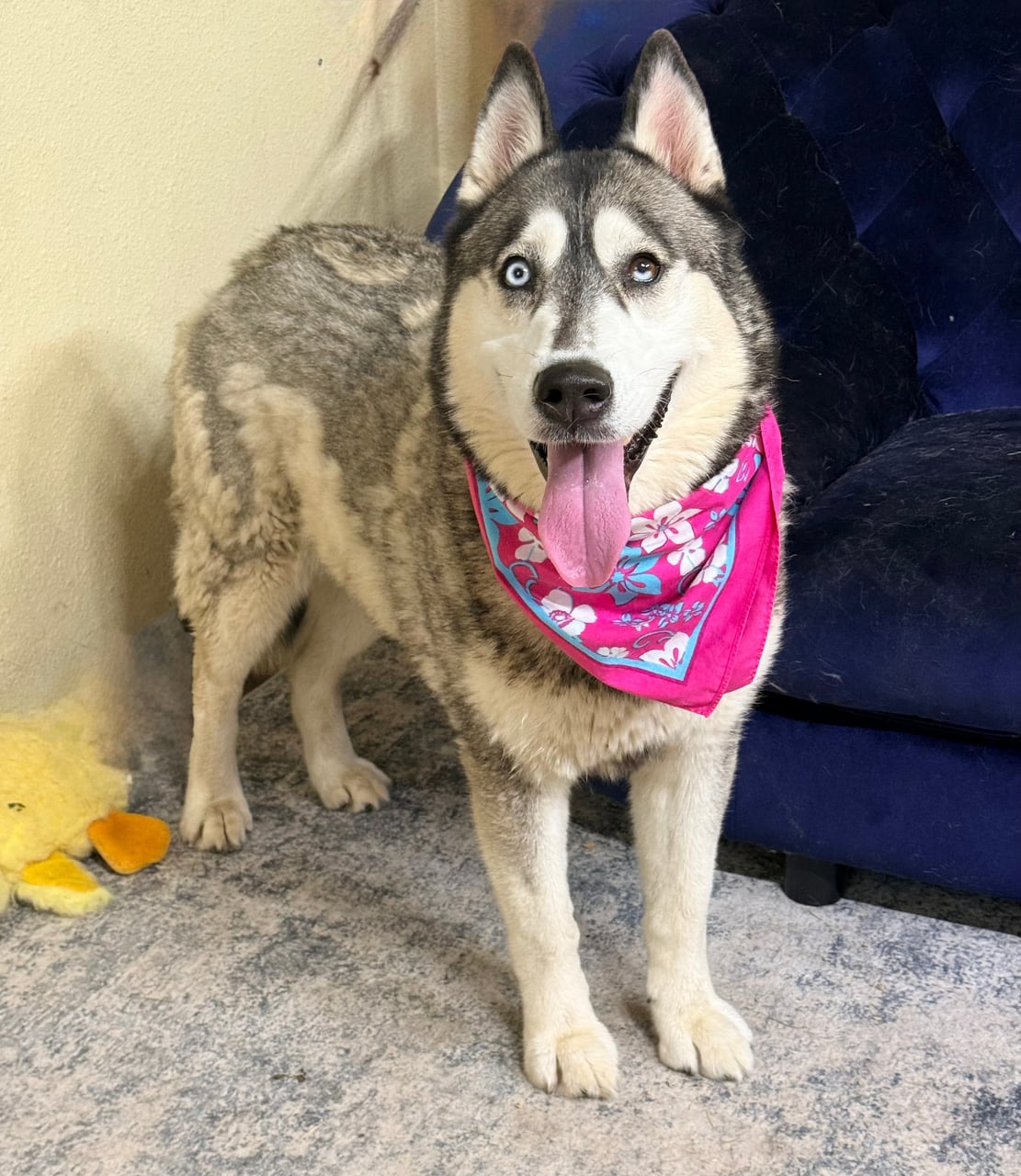 Additional photo of BELLA