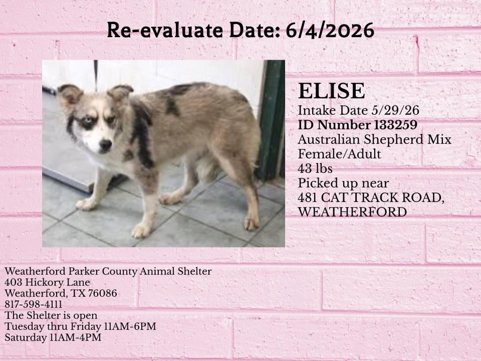 ELISE, a Australian Shepherd