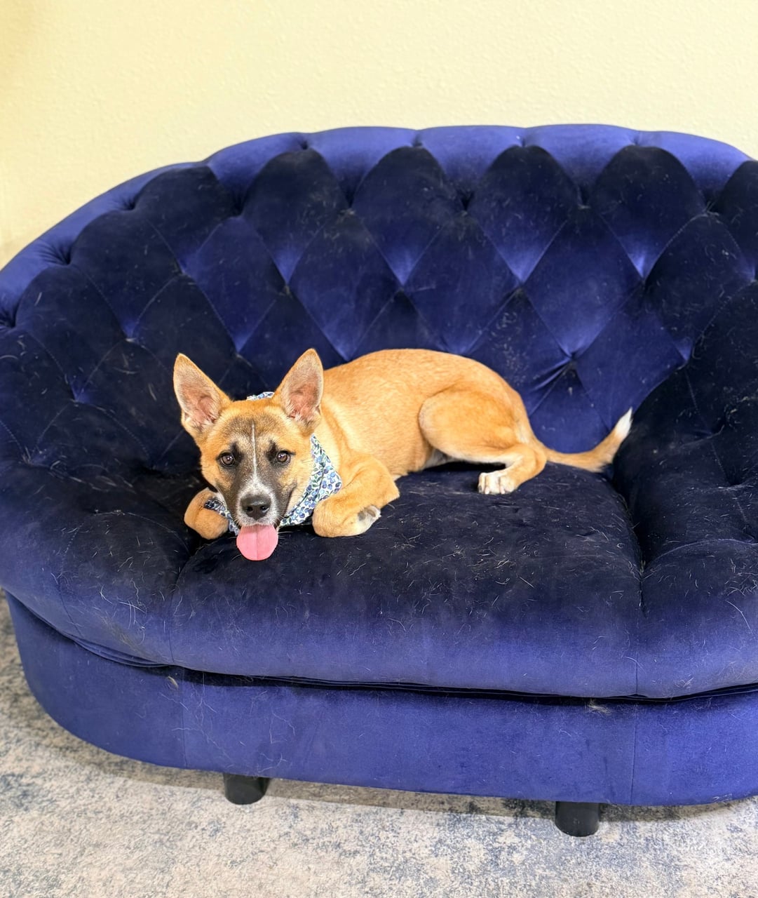 NACHO, a Shepherd