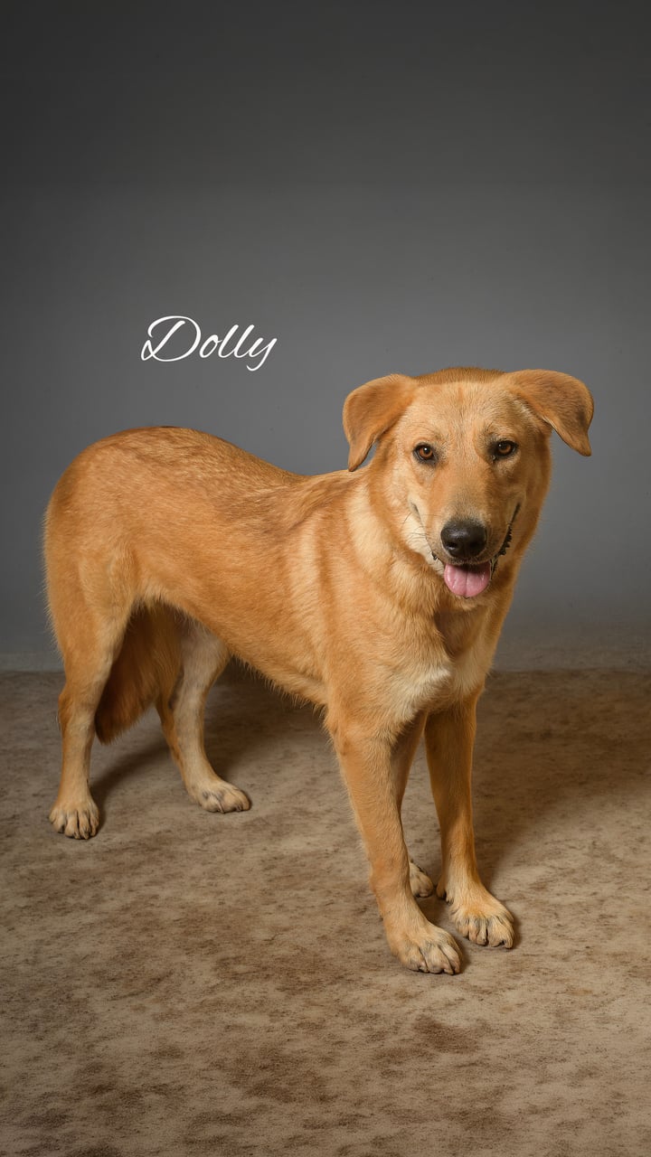 Additional photo of DOLLY