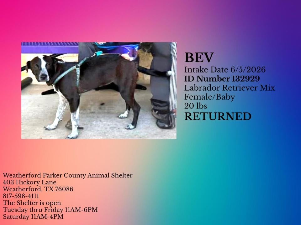 BEV, a Labrador Retriever